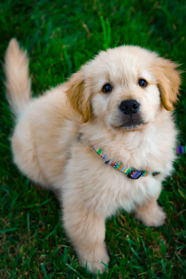 A puppy sitting on some grass